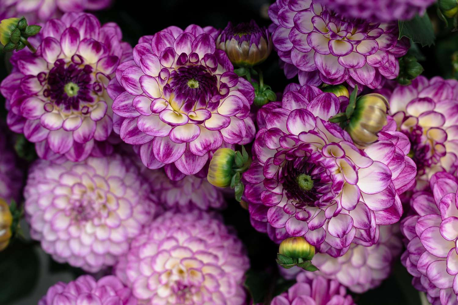 Daalia 'Dreaming Maid'